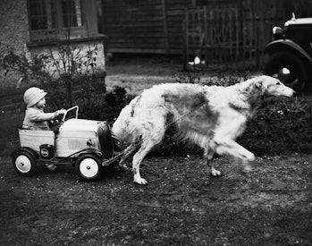 A prize-winning borzoi named Nanson of Netheroyd pulls a toy car steered by young John Abson, son of...