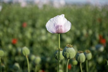 opium poppy