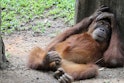 Adult male boring Orangutan in a idling position relaxing on ground.