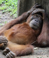 Adult male boring Orangutan in a idling position relaxing on ground.