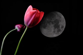 Red tulip on black background. Studio photography.