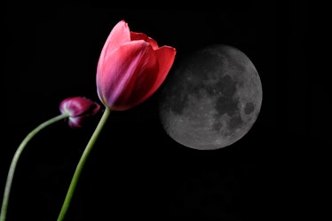 Red tulip on black background. Studio photography.