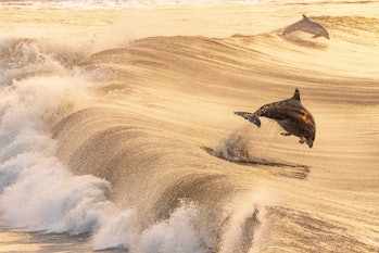 Dolphin jumping out the back of a wave in the ocean during a golden sunset