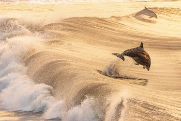 Dolphin jumping out the back of a wave in the ocean during a golden sunset