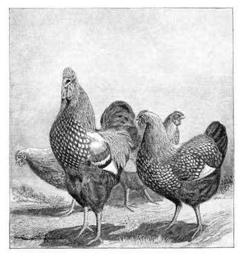 The Wyandotte is an American breed of chicken developed in the 1870s. It was named for the indigenou...
