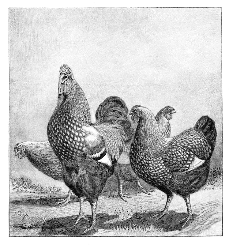 The Wyandotte is an American breed of chicken developed in the 1870s. It was named for the indigenou...