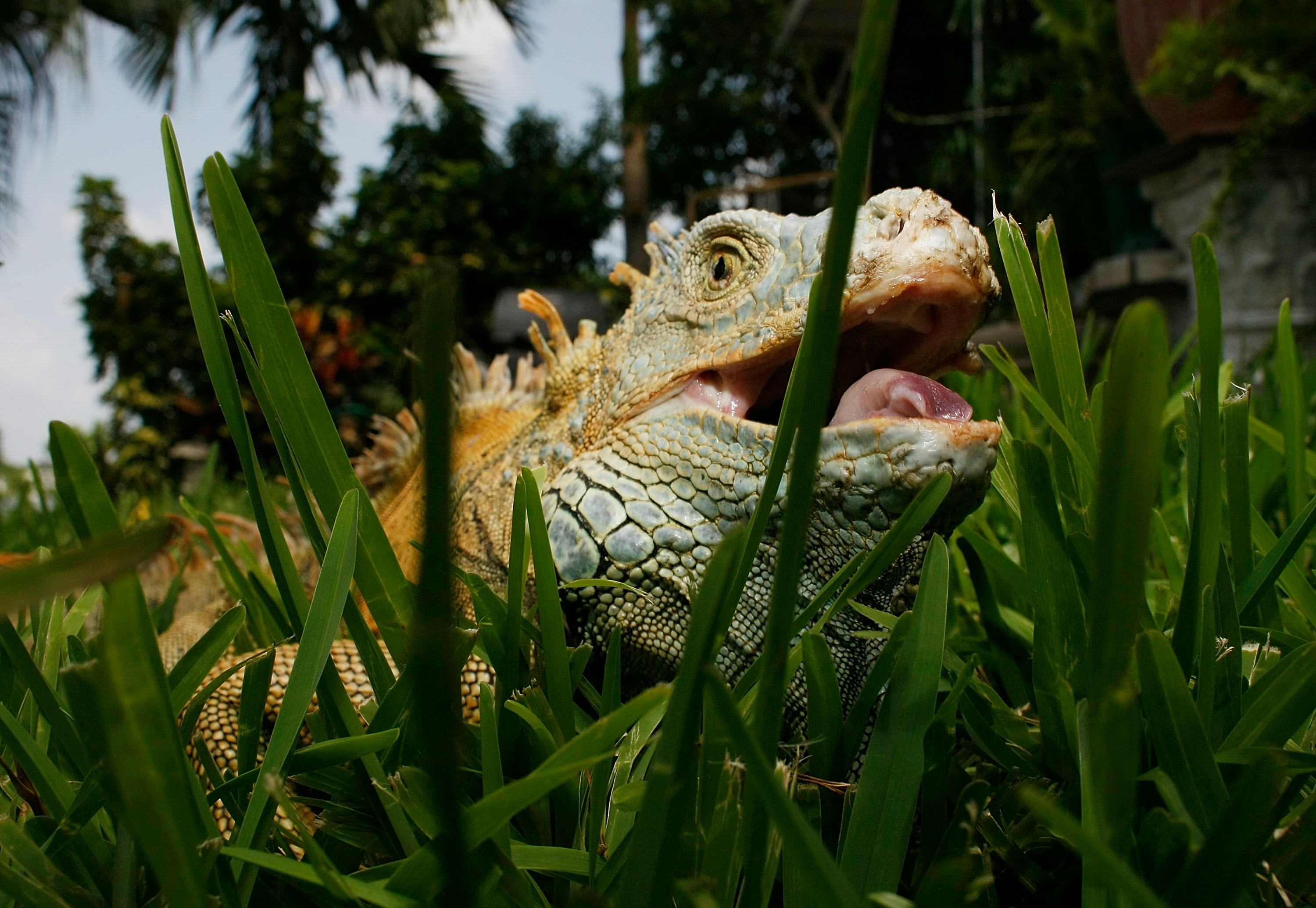 DAVIE, FL - JULY 08:  An Iguana is seen July 8, 2008 in Davie, Florida. Because of the rapid spread ...