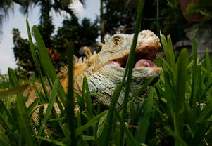 DAVIE, FL - JULY 08:  An Iguana is seen July 8, 2008 in Davie, Florida. Because of the rapid spread ...