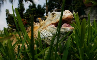 DAVIE, FL - JULY 08: An Iguana is seen July 8, 2008 in Davie, Florida. Because of the rapid spread ...
