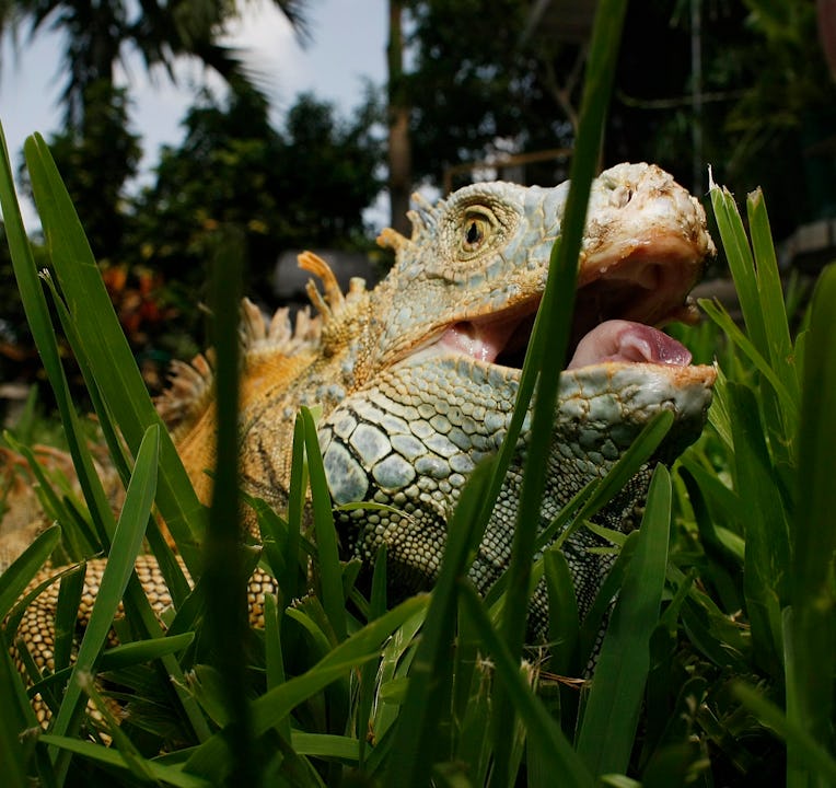 DAVIE, FL - JULY 08:  An Iguana is seen July 8, 2008 in Davie, Florida. Because of the rapid spread ...