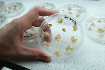 GATERSLEBEN, GERMANY - APRIL 22: A scientist holds a petri dish containing sprouting barley embryos ...