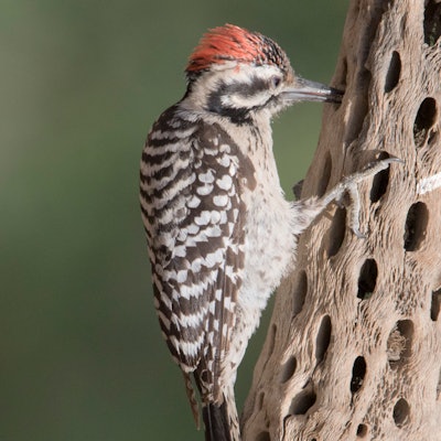 Ladder-Backed Woodpecker (Picoides scalaris) Sonoran Desert, Arizona