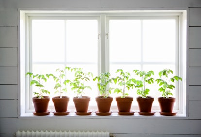 tomato seedlings growing in window