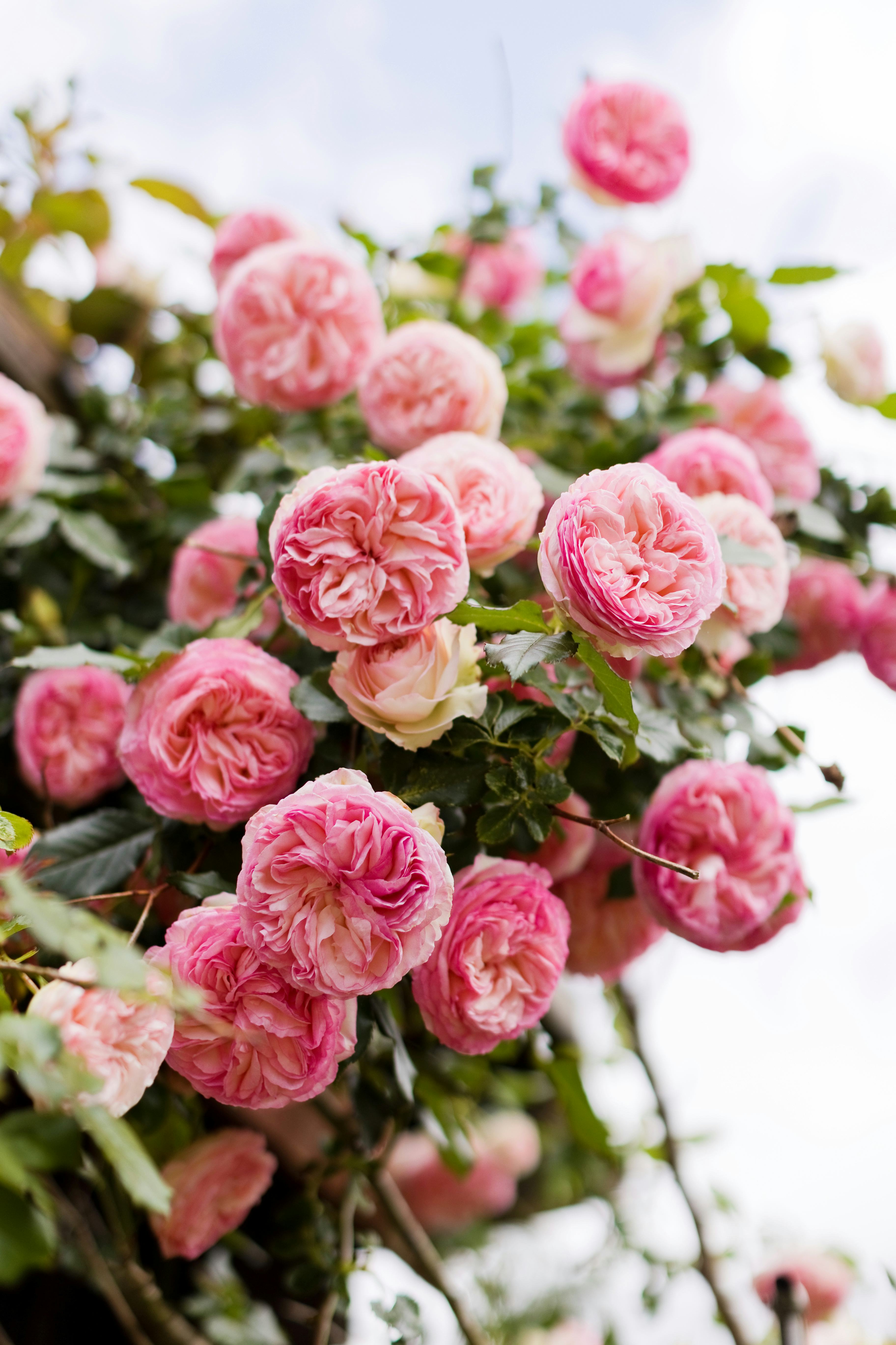 Pink david austin roses bush in the garden, gardeners to follow on instagram