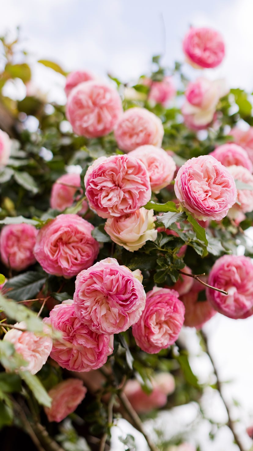 Pink david austin roses bush in the garden, gardeners to follow on instagram
