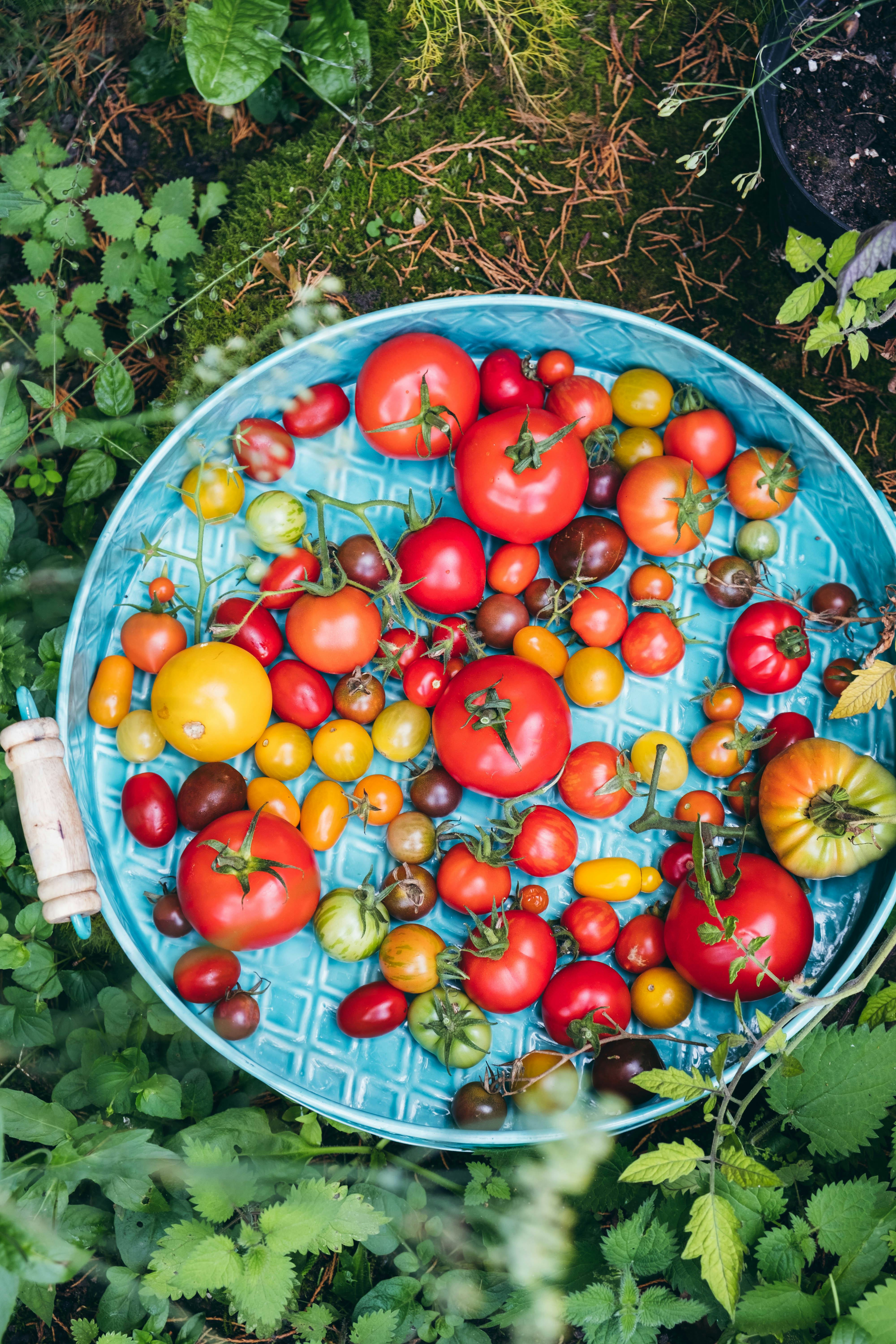 tray of tomatoes from the garden, tomato growing tips