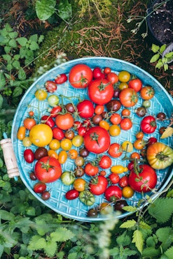 tray of tomatoes from the garden, tomato growing tips