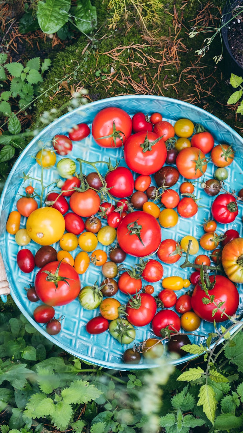 tray of tomatoes from the garden, tomato growing tips