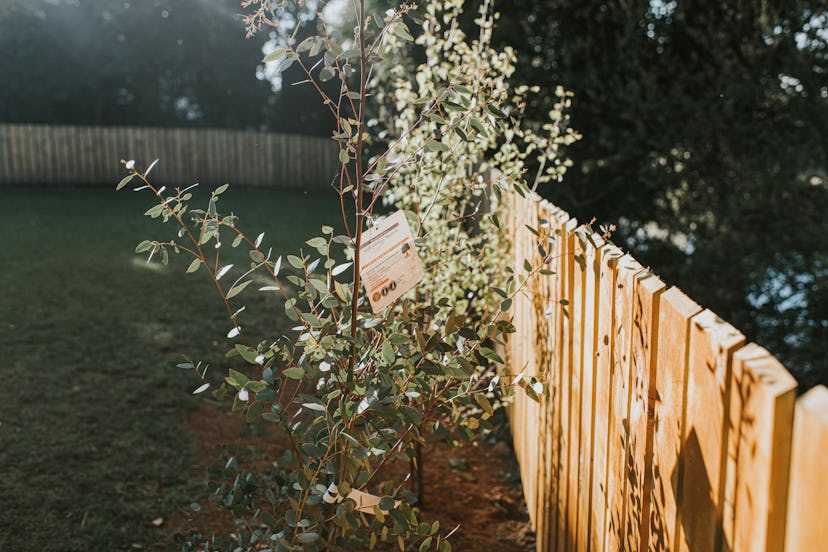 A new Eucalyptus sapling planted in a garden against a fence.