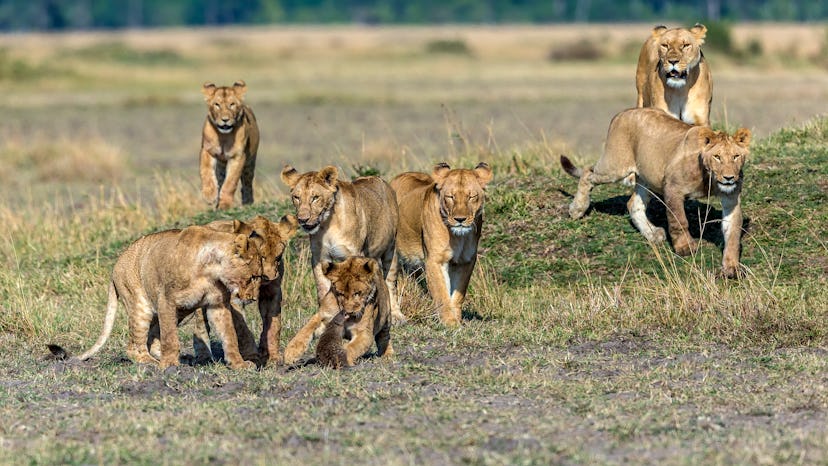 Lion youngsters chasing a banded mongoose in Masai Mara.