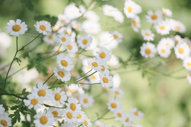 Limited depth of field image of flowers of a feverfew plant (Tanacetum parthenium). They are growing...
