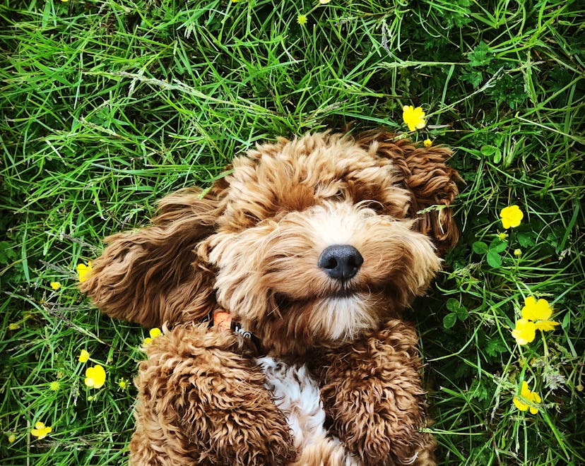 Cute puppy dog in an article about Lyme disease in dogs and how to prevent and treat it.