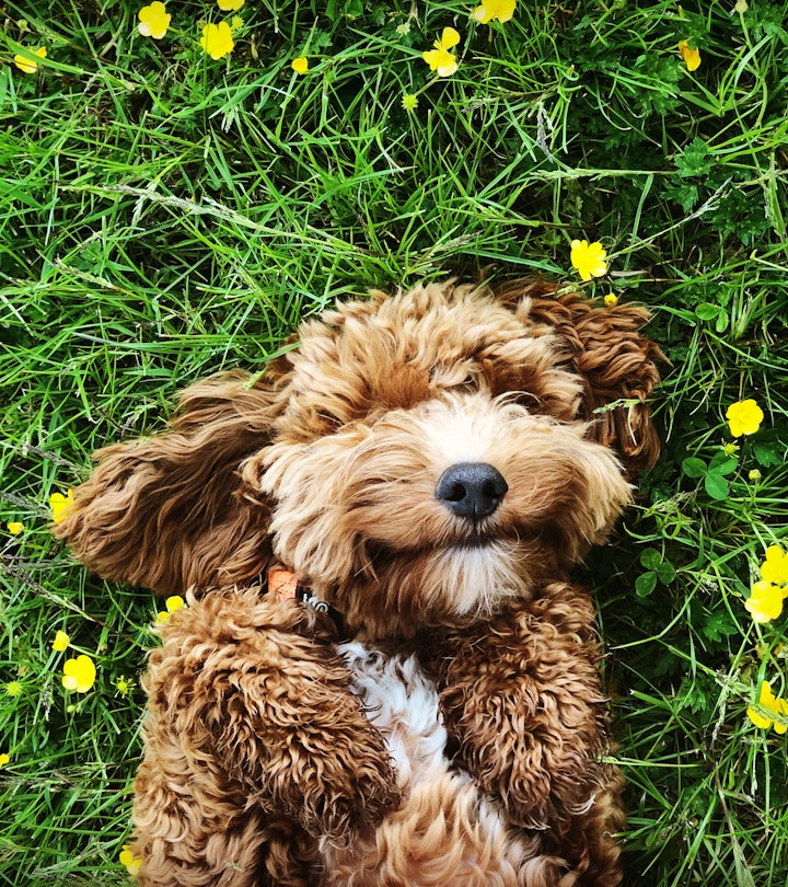 Cute puppy dog in an article about Lyme disease in dogs and how to prevent and treat it. 