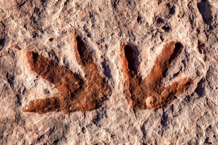 The fossilized imprint of dinosaur tracks in Arizona.