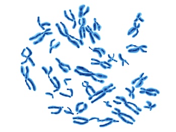 Computer artwork of a number of human chromosomes.
