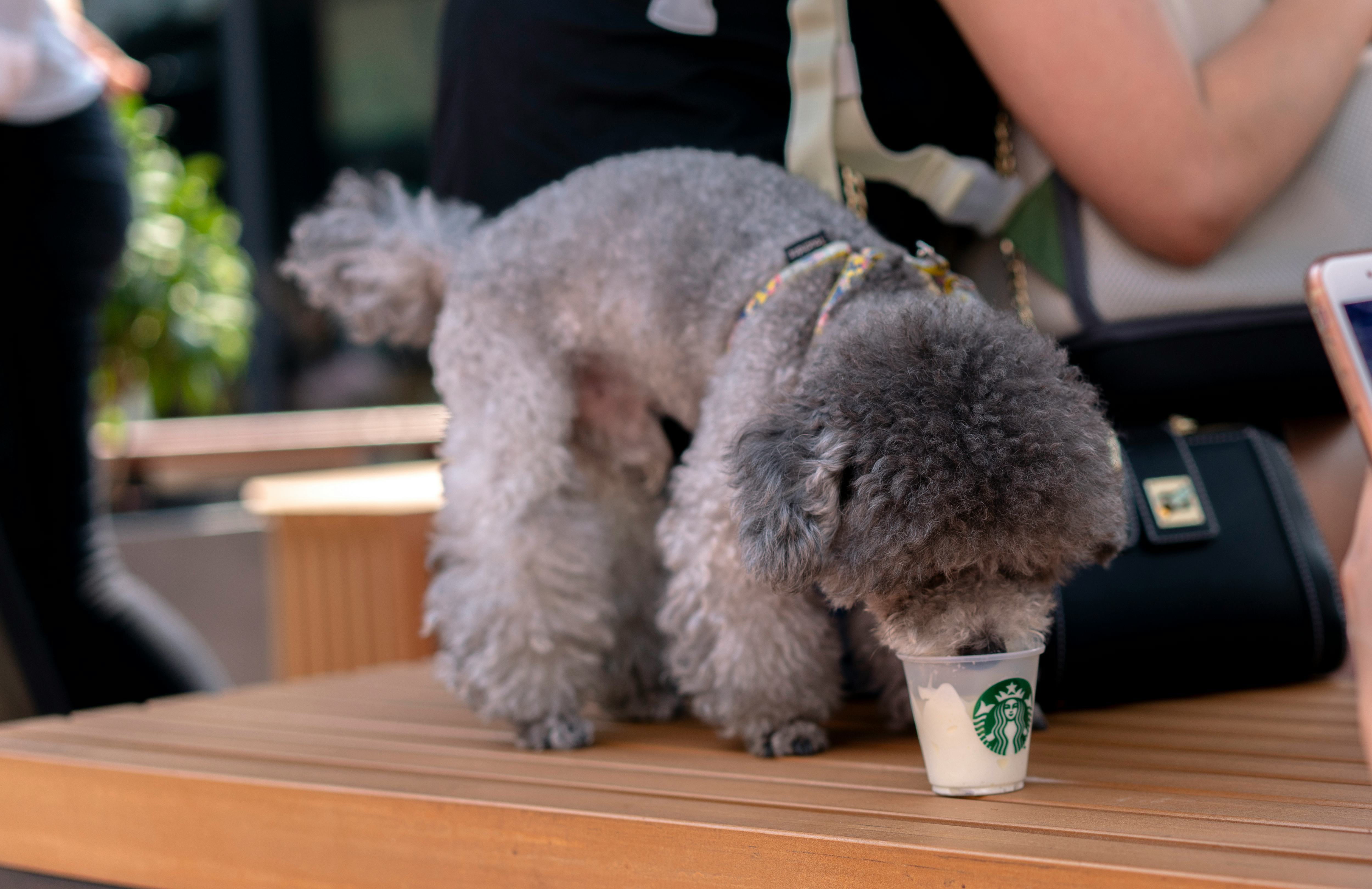 Dairy queen pup top cup 2018