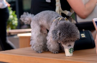 TIANJIN, CHINA - 2018/07/21: A poodle is tasting the Ice-cream specially for pet dog by a pet-friend...