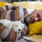 Caucasian senior man sleeping with Maltese dog on the sofa