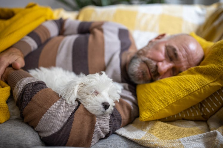 Caucasian senior man sleeping with Maltese dog on the sofa