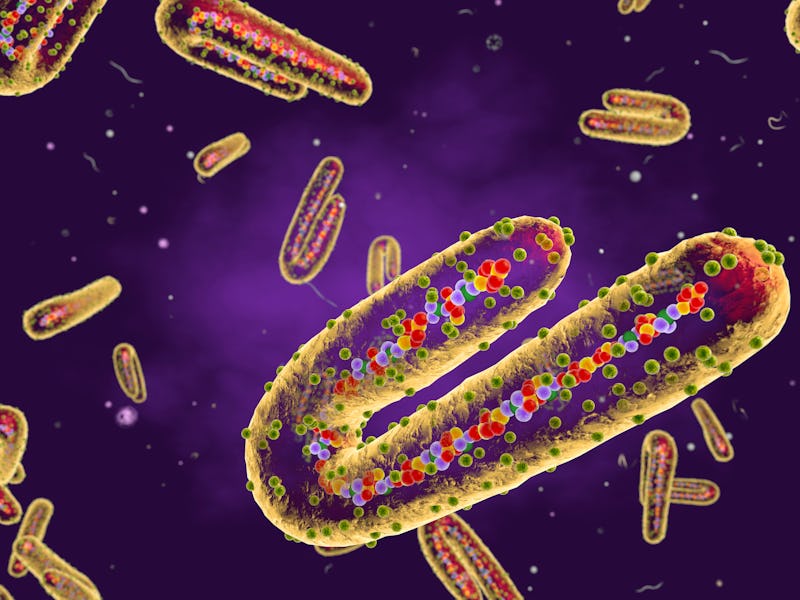 Marburg virus, cut-away illustration. This tubular RNA (ribonucleic acid) virus causes Marburg haemo...