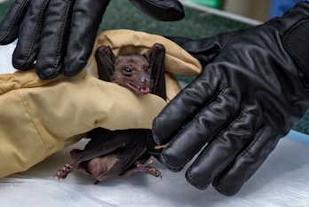 QUEEN ELIZABETH NATIONAL PARK, UGANDA - AUGUST 24: A fruit bat captured by CDC scientists Brian Amma...