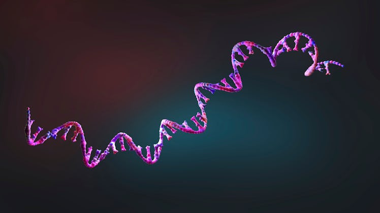 Ribonucleic acid (RNA) strand, illustration.