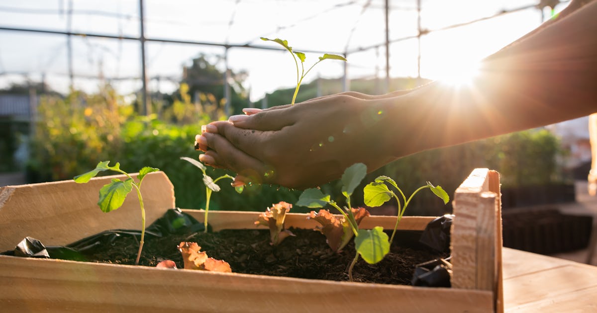 Is It Safe to Garden While Pregnant? Weeding, Poison Ivy, Soil & More