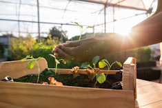 Hands holding a seedling in a sunlit greenhouse in an article about how to safely keep gardening whi...