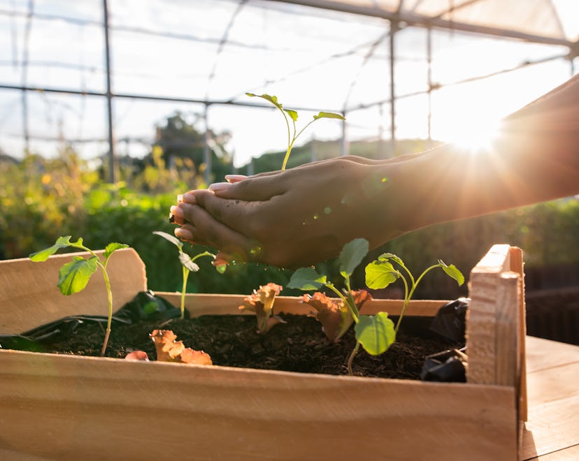 Hands holding a seedling in a sunlit greenhouse in an article about how to safely keep gardening whi...