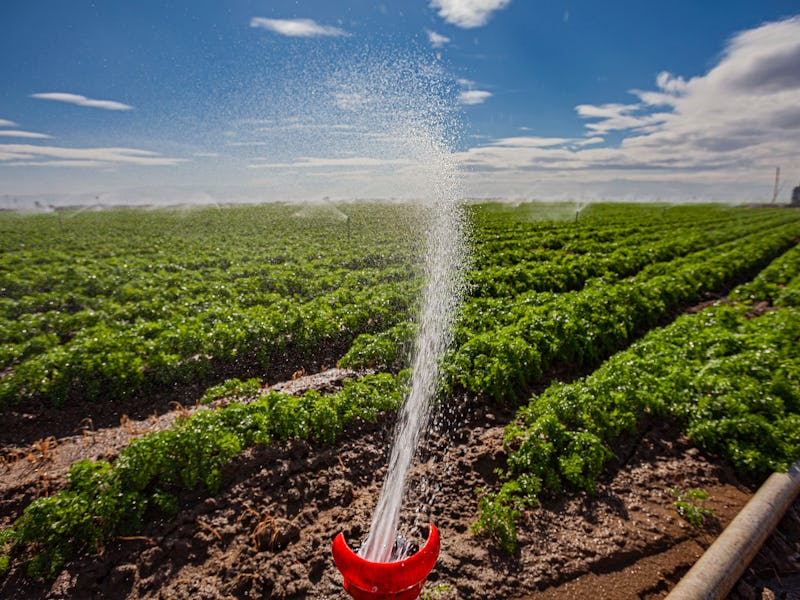 Crop field being irrigated near Bakersfield, Kern County, California, USA. (Photo by: Citizen of the...