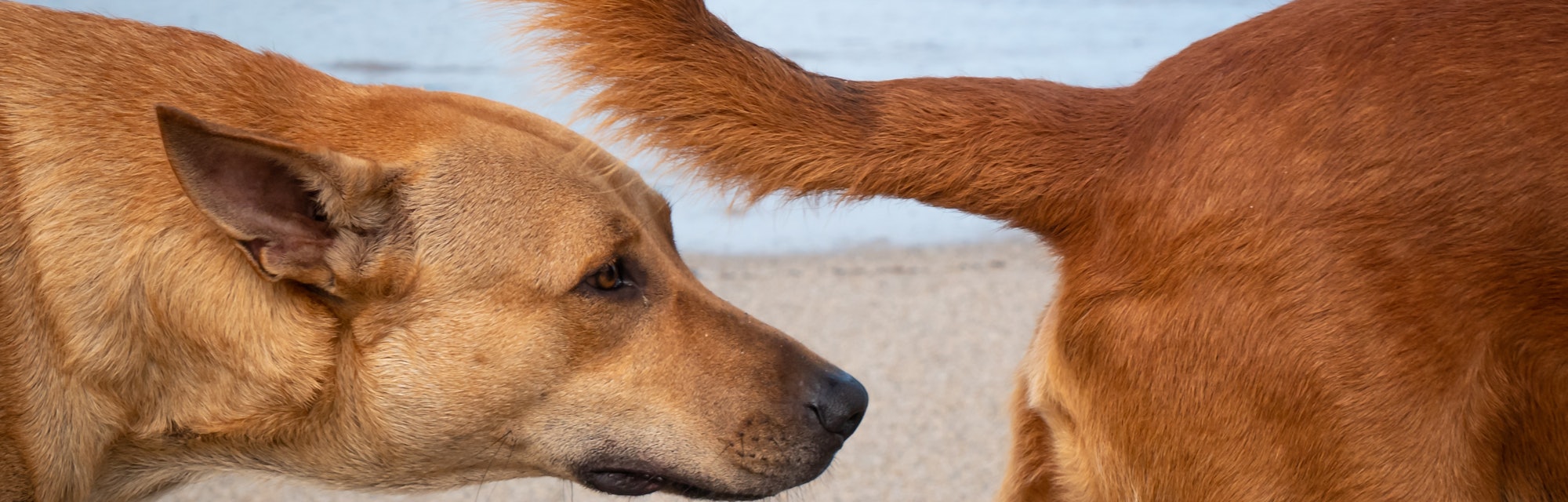 Dog Sniffs the Tail of Another Dog on the Beach