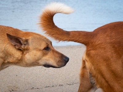 Dog Sniffs the Tail of Another Dog on the Beach