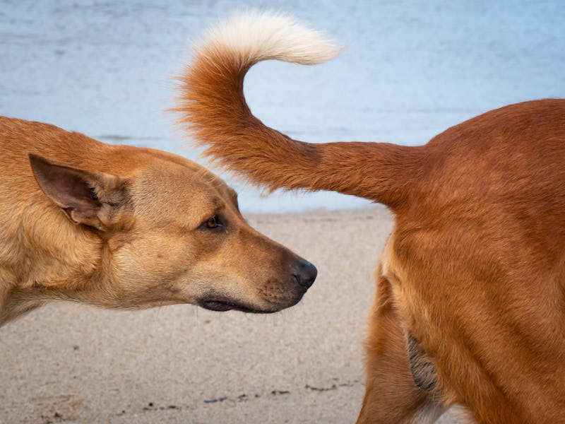 Dog Sniffs the Tail of Another Dog on the Beach