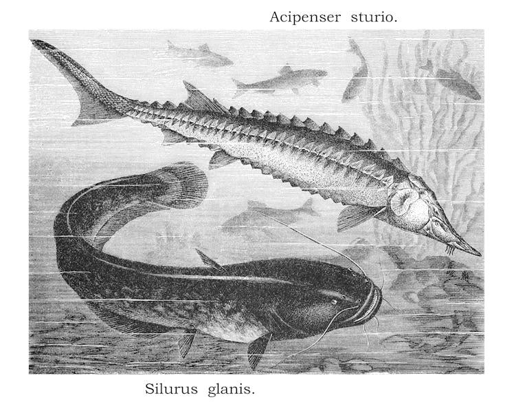vintage illustration of a sturgeon and a catfish