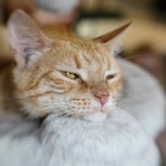 A cat is seen in a cat cafe. A family's cat snuck into their camper trailer and joined them for thei...