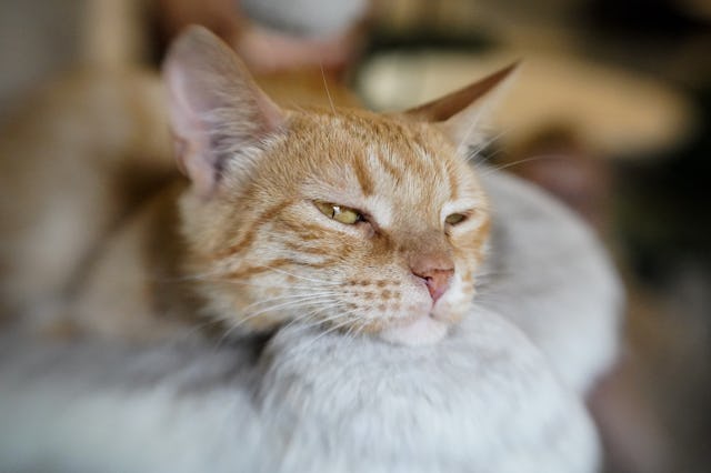 A cat is seen in a cat cafe. A family's cat snuck into their camper trailer and joined them for thei...