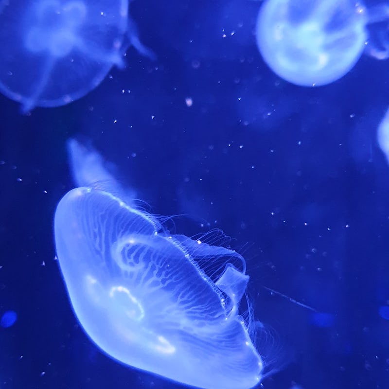 Blue jellyfish in the middle of the ocean