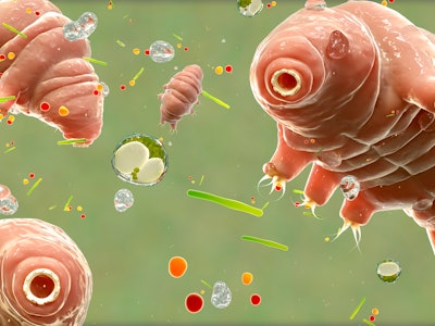 Computer illustration of tardigrades surrounded by algae. Tardigrades can feed on algae.