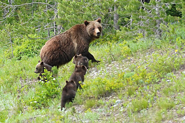 JACKSON, WY - JUNE 15: A Grizzly bear named "399" walks with her four cubs along the main highway ne...