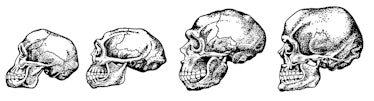 Four Human Skulls Progressively Growing Larger